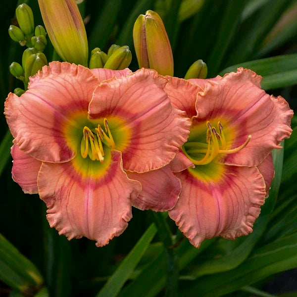 Elegant Candy - Daylily - Image 3