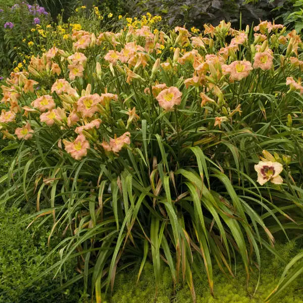 Elegant Candy - Daylily - Image 2