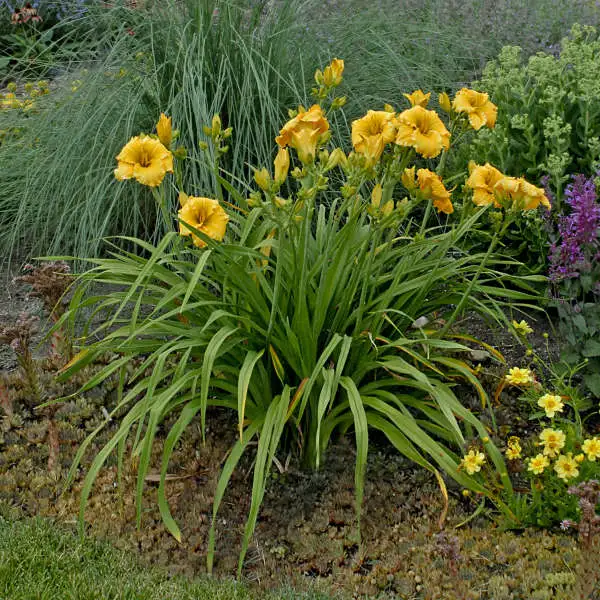 Elegant Explosion Daylily - Image 2