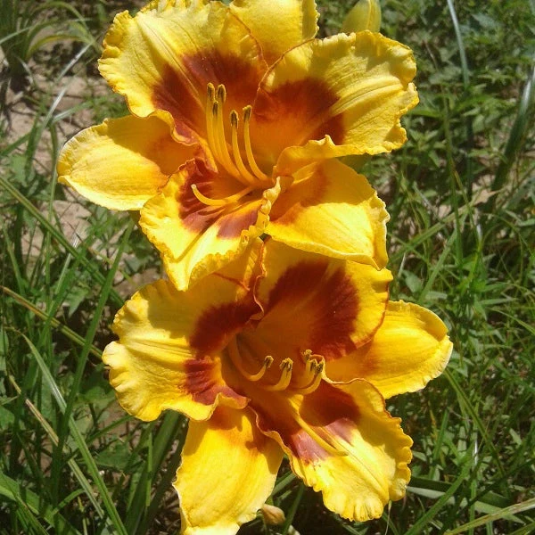 Fooled Me Daylily - Image 2