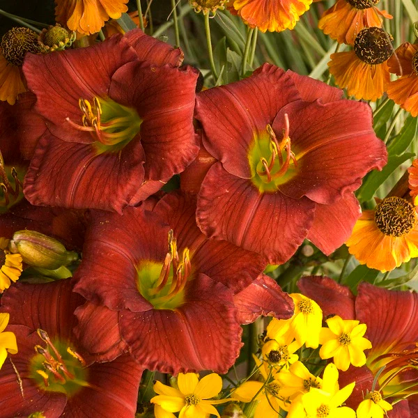 Funny Valentine Daylily - Image 2
