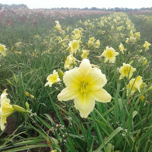 Happy Returns Daylily - Image 2