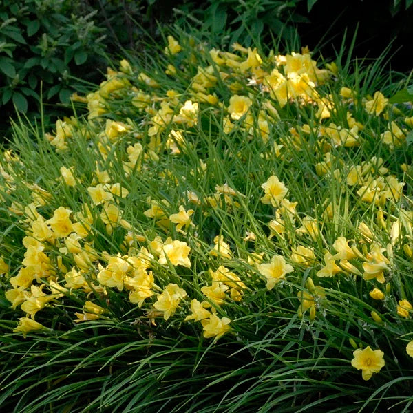Happy Returns Daylily - Image 3