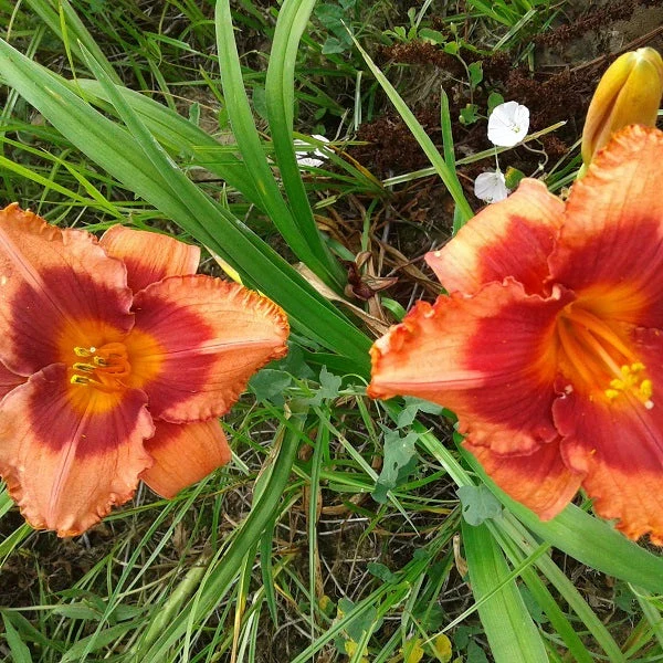 Holiday Song Daylily - Image 2