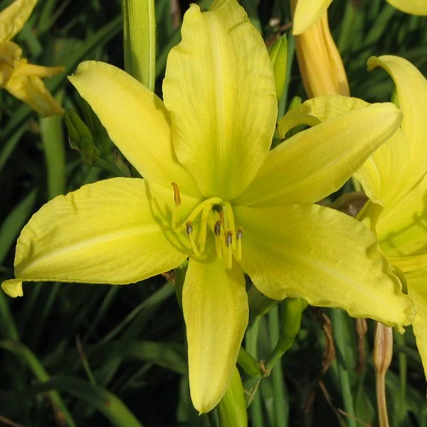 Hyperion Daylily - Image 2