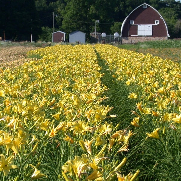 Hyperion Daylily - Image 3
