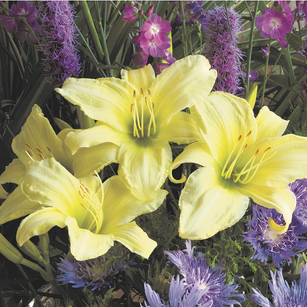 Ice Carnival Daylily - Image 2