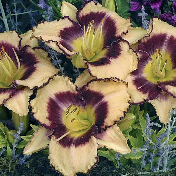 Inwood Daylily - Image 3