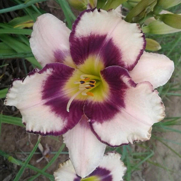 Inwood Daylily - Image 2