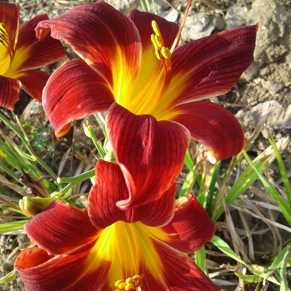 Little Tyke Daylily - Heritage Collection - Image 2