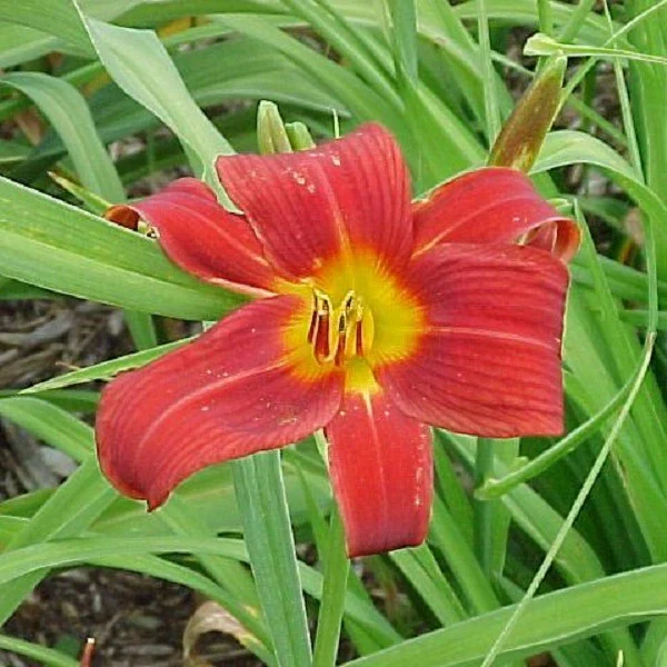Little Tyke Daylily - Heritage Collection - Image 3