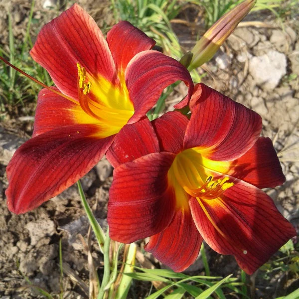 Little Tyke Daylily – Heritage Collection