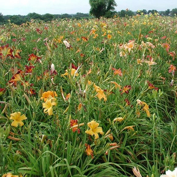 Mahieu Mixed Spider Daylily (2 for 1)