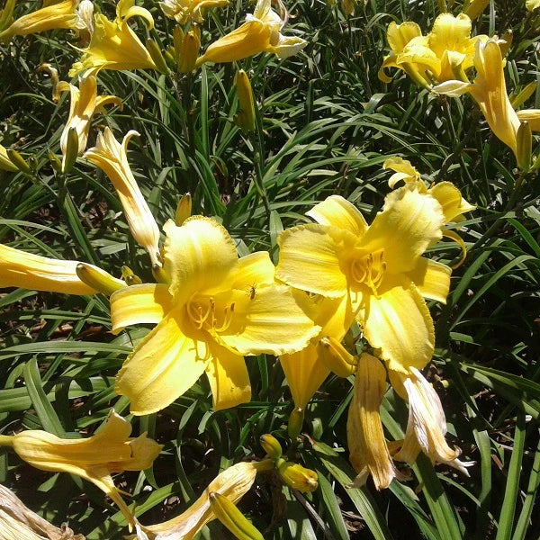 Mary Todd Daylily - Image 2