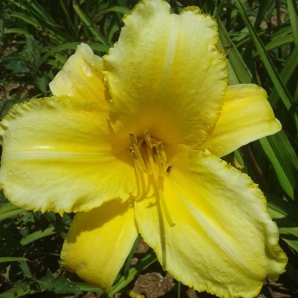 Mary Todd Daylily - Image 3