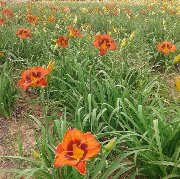 Mighty Chestnut Daylily - Image 2