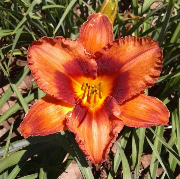 Mighty Chestnut Daylily - Image 3