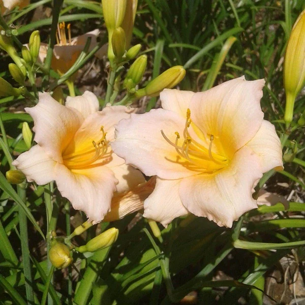 Mini Pearl Daylily - Image 2