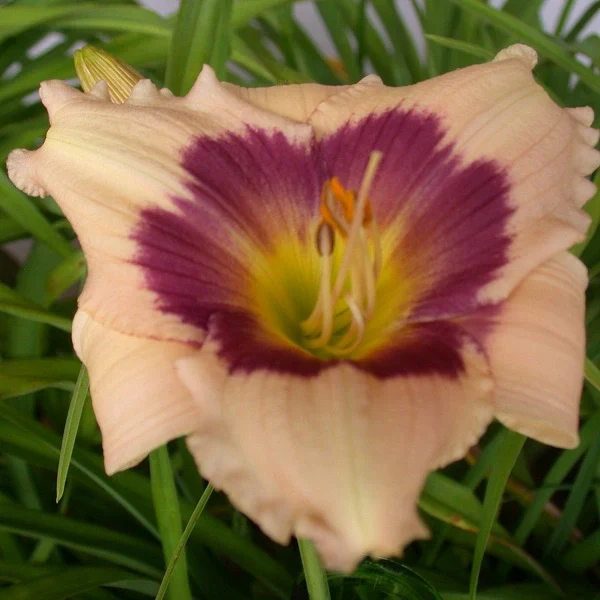 Mother’s Melody Daylily