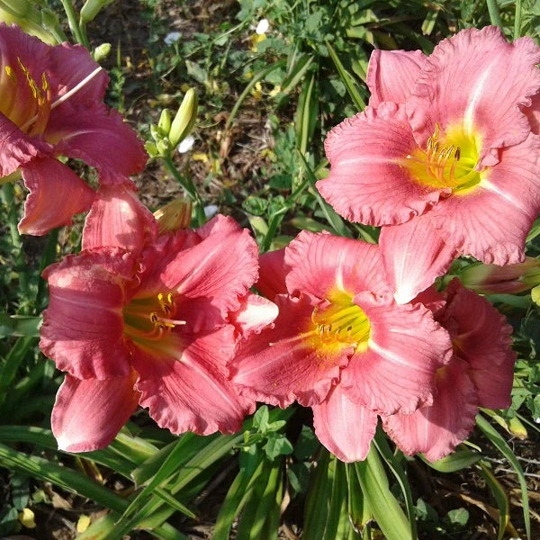 My Sweet Rose Daylily - Image 3
