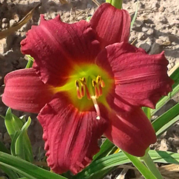 Pardon Me Daylily - Image 3