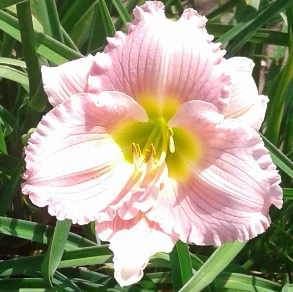 Pastures of Pleasure Daylily - Image 2