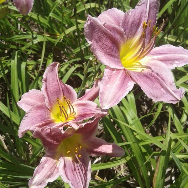 Prairie Blue Eyes Daylily - Image 2