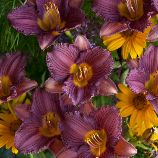 Purple de Oro Daylily (2 for 1) - Image 2