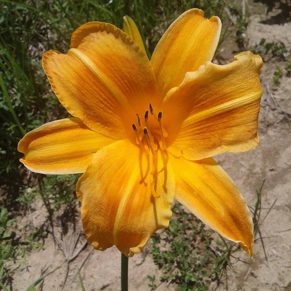 Rocket City Daylily - Image 2