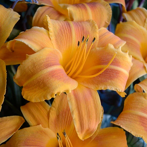 Rocket City Daylily - Image 3