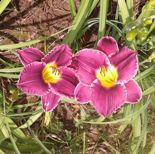 Round Midnight Daylily - Image 2