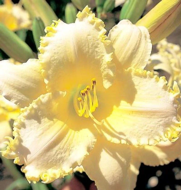 Ruffled Pastel Cheers Daylily - Image 2