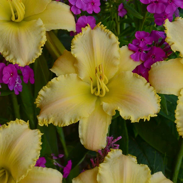 Ruffled Pastel Cheers Daylily