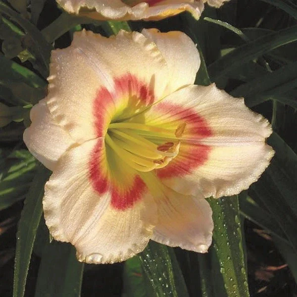 Siloam Ethel Smith Daylily - Image 2