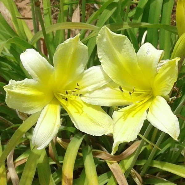 Suzie Wong Daylily - Image 2