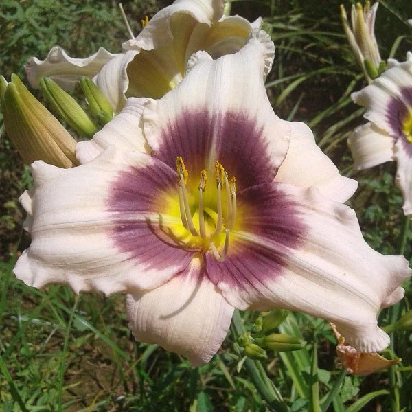 Wahpeton Wish Daylily - Image 3