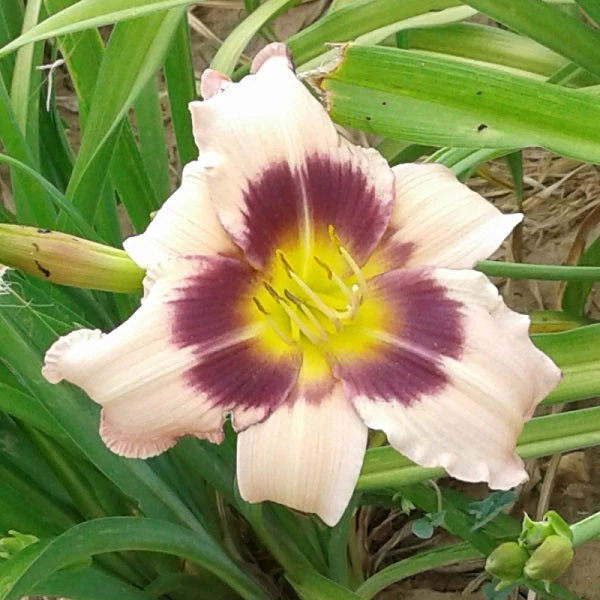 Wahpeton Wish Daylily - Image 2