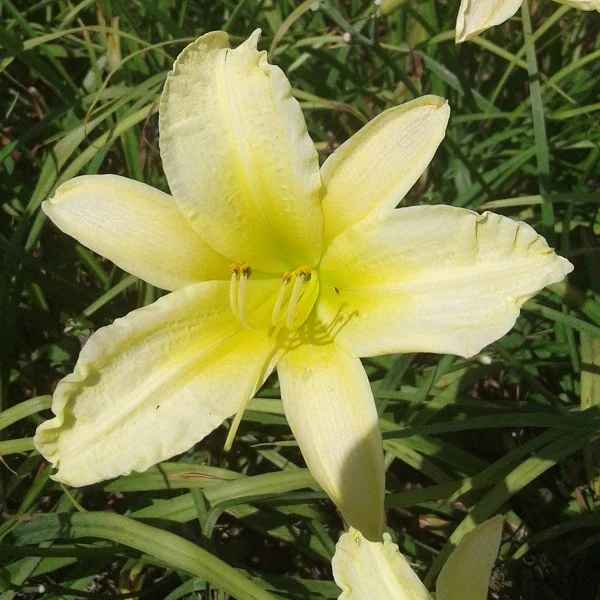 Yellowstone Daylily - Image 2