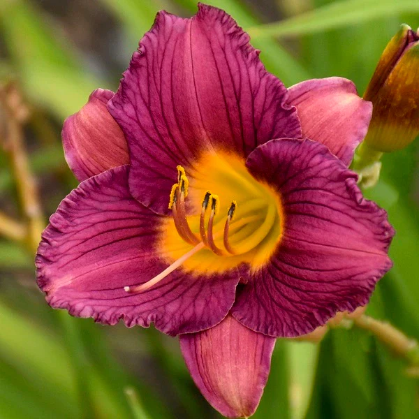 Purple de Oro Daylily (2 for 1) - Image 3