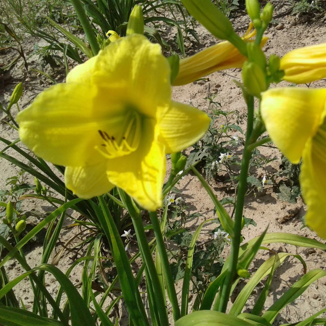 Puddin Daylily - Image 2