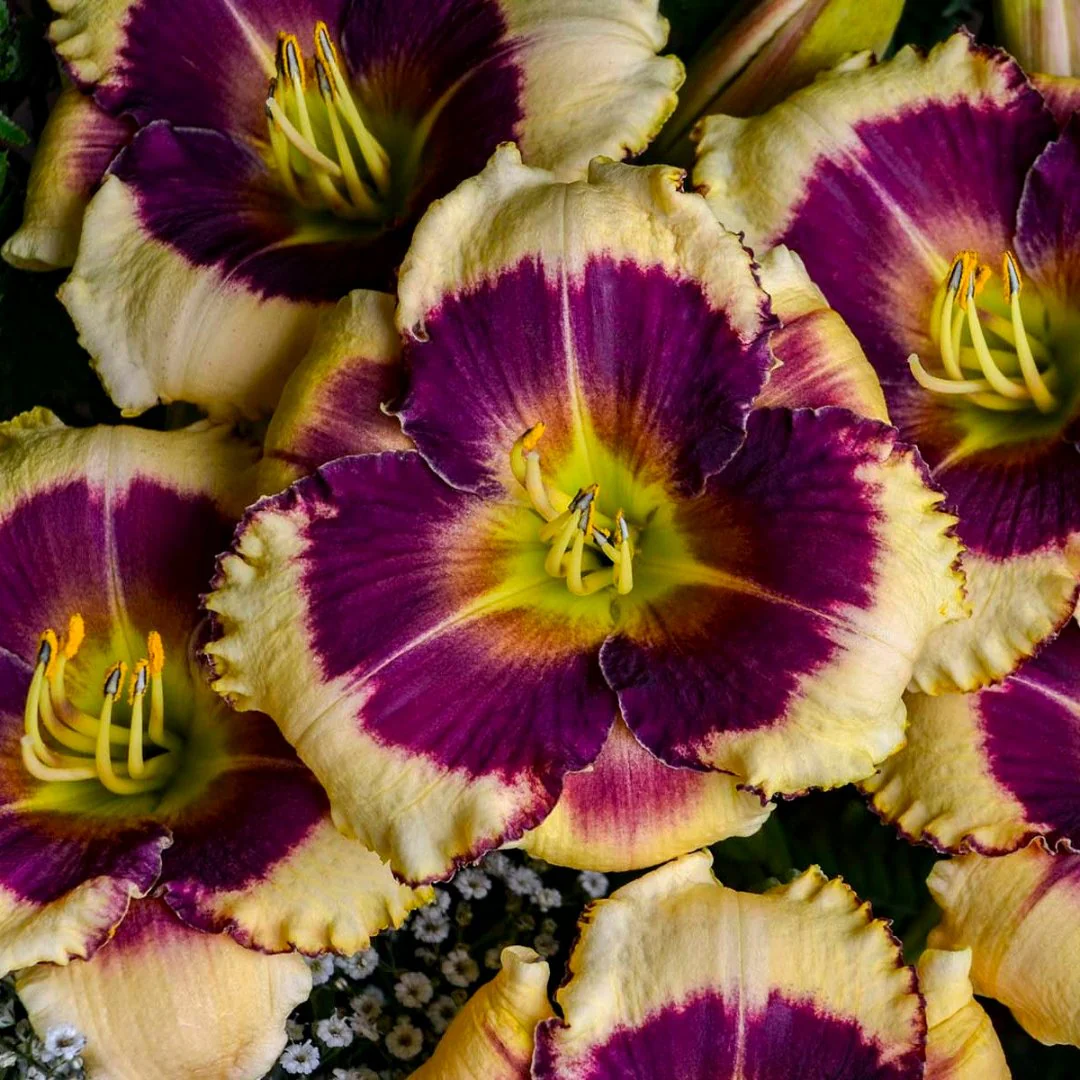 Blackthorne Daylily - Image 2