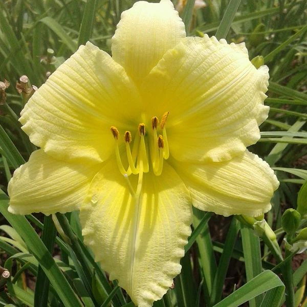 Reblooming Daylily Pack - Image 2