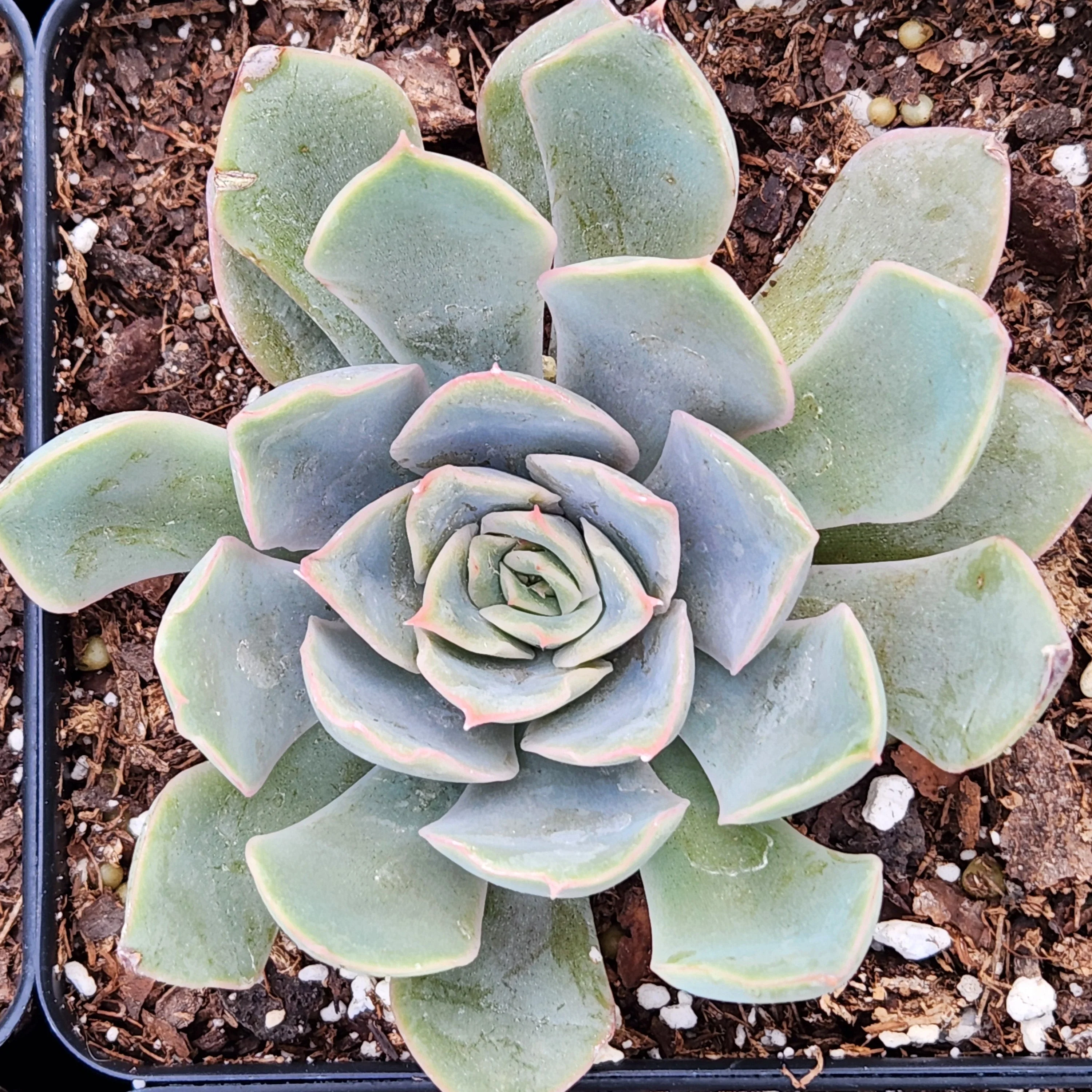 Blue Speed Succulent