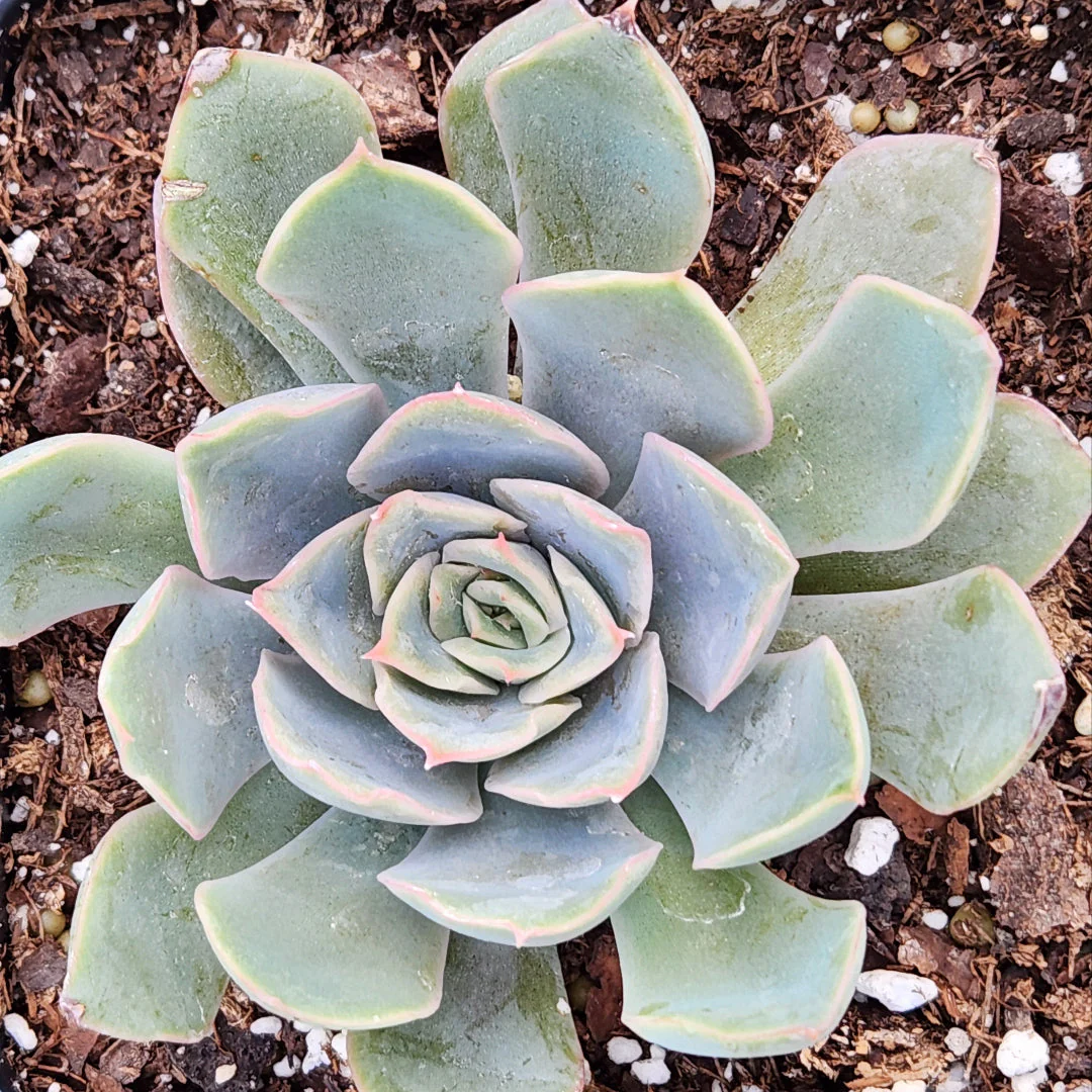 Easy-Care Echeveria - Image 2
