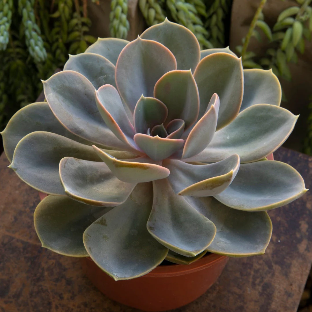 Easy-Care Echeveria - Image 3