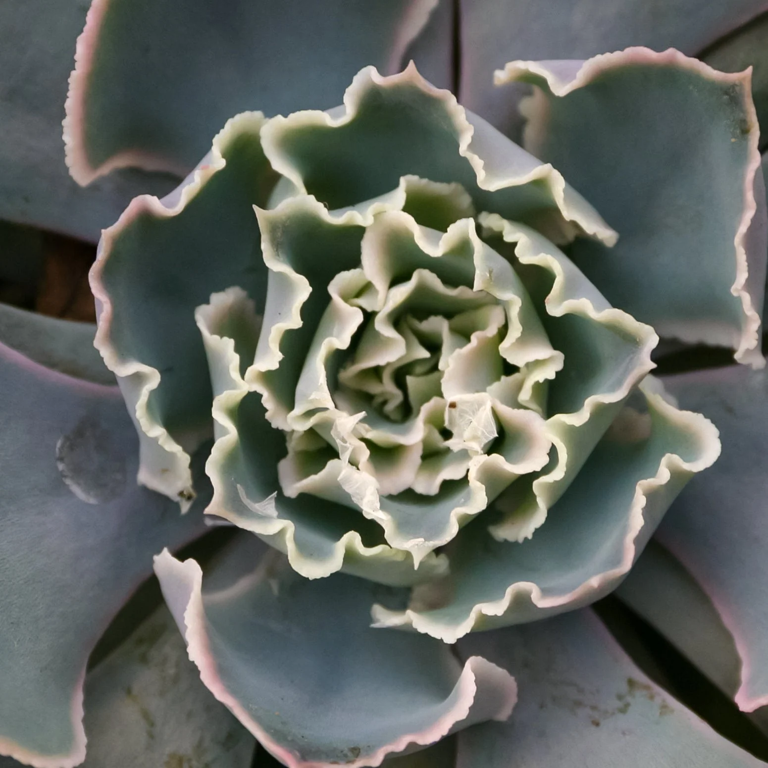 Mexican Hens Succulent