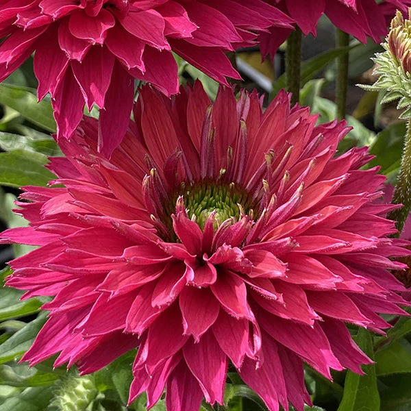Sweet Fuchsia SunSeekers® Coneflower - Image 3