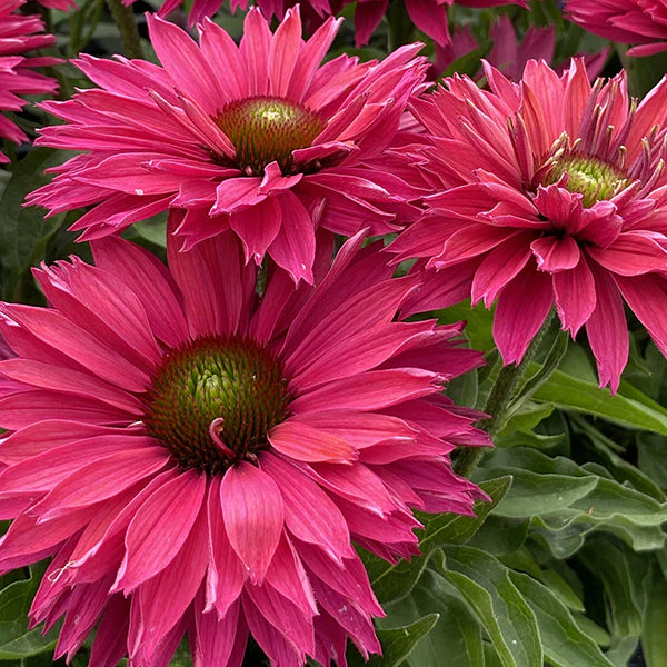 Sweet Fuchsia SunSeekers® Coneflower