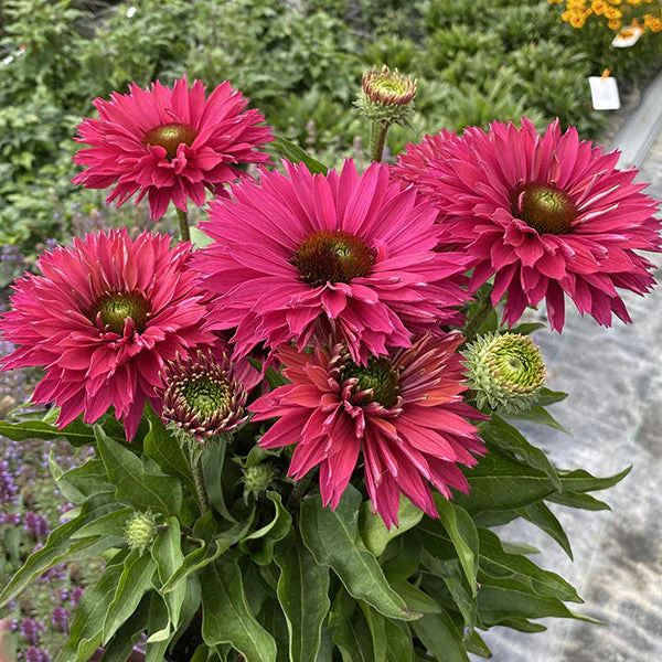 Sweet Fuchsia SunSeekers® Coneflower - Image 2