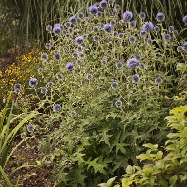 Globe Thistle - Image 2
